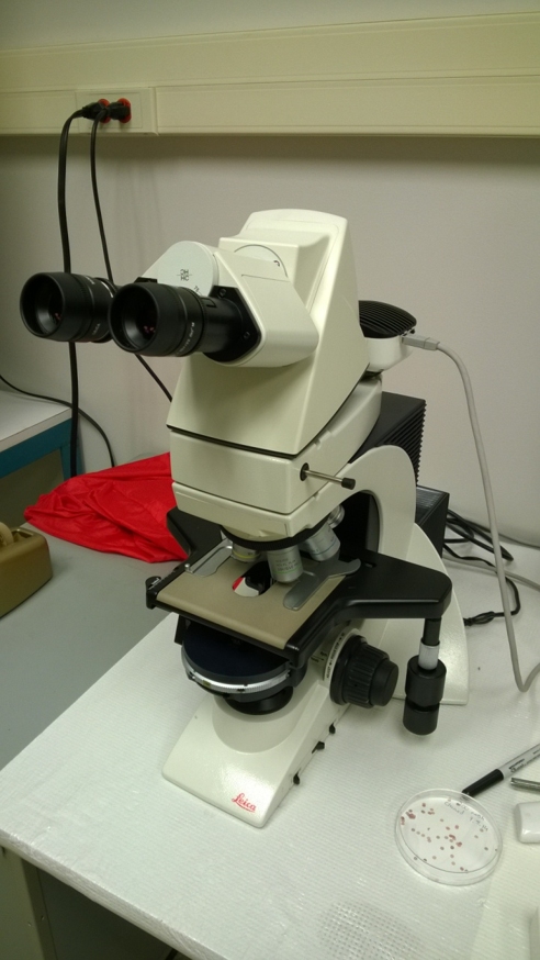 leica optical microscope